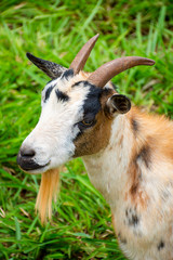 goats grazing on Dourados farm, Mato Grosso do Sul