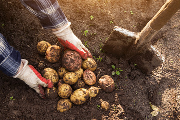 Organic potato harvest on soil in garden