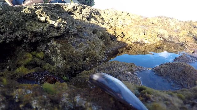 Warty Crab Hunting a Sardine for Lunch