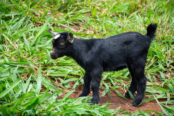 goats grazing on Dourados farm, Mato Grosso do Sul