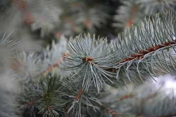Naklejka na ściany i meble Fir branches of blue spruce. new Year. winter forest.