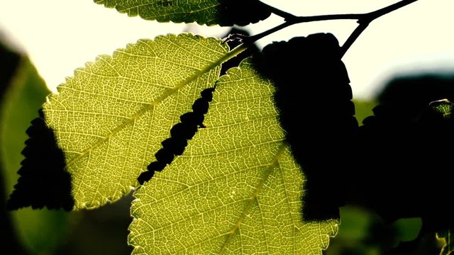 Green leaves in summer