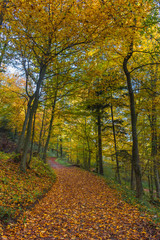 Autumn colorful morning in the forest  near Graz, Styria region, Austria