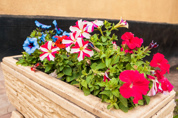 colorful flowers in the garden