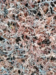 Close up pine leaves. Pattern of dried thuja branches.