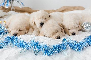 Golden Retriever Puppies Hanukkah Decor