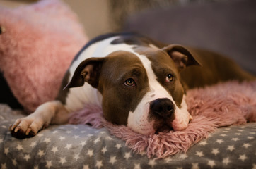 American Staffordshire Terrier liegt auf einem rosa Teppich im Wohnzimmer und schaut treu nach oben