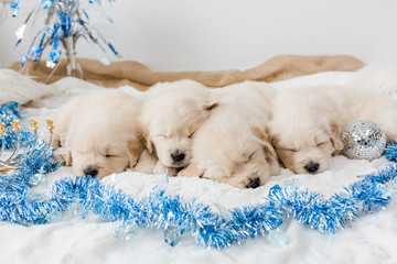 Golden Retriever Puppies Hanukkah Decor