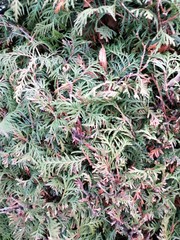 Obraz premium Close up pine leaves. Pattern of dried thuja branches.