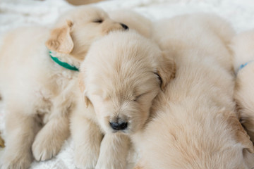 Golden Retriever Puppies Sleeping
