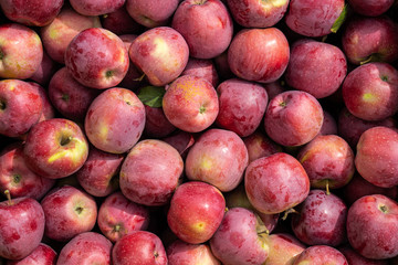A lot of the red big apples, good harvest