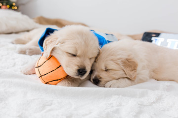Golden Retriever Puppies with Basketball and Tennis Ball