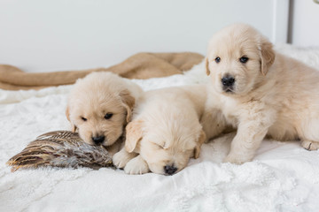 Golden Retriever Puppies Paying on White Blanket