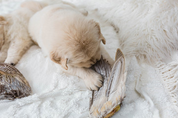 Golden Retriever Puppies Paying on White Blanket