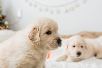 Golden Retriever Puppies Paying on White Blanket