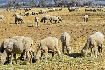 Yearling lambs after a shearing graze in a feedlot.