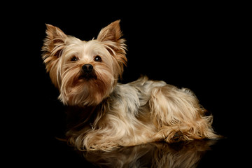 Studio shot of an adorable Yorkshire Terrier