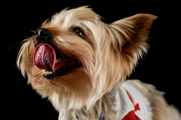 Portrait of an adorable Yorkshire Terrier