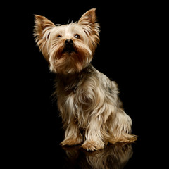 Studio shot of an adorable Yorkshire Terrier