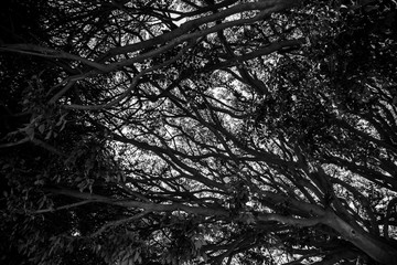 Black and white tangled branches close up