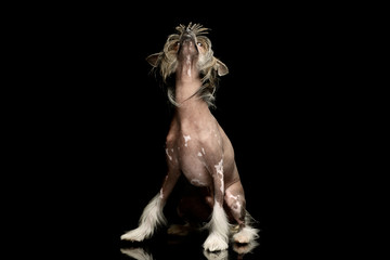 Studio shot of an adorable chinese crested dog