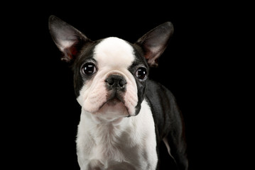 Portrait of an adorable Boston Terrier
