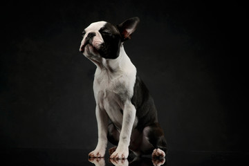 Studio shot of an adorable Boston Terrier