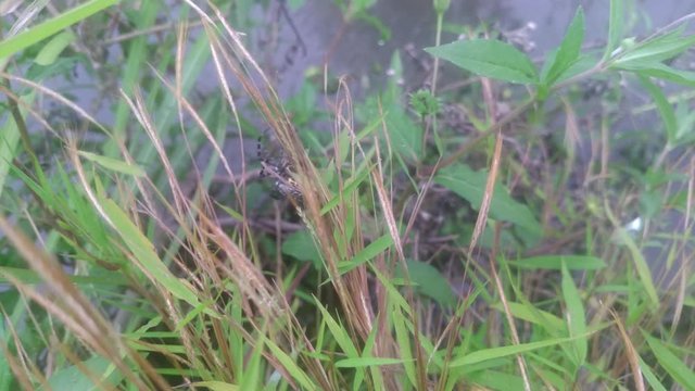 A spider escape from enemy in nature background