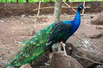 Peacock bird