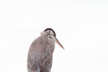 The Great Blue Heron. Large wading bird in the heron family. Bird in the marina.