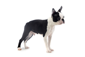 Studio shot of an adorable Boston Terrier