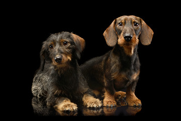 Studio shot of two adorable Dachshunds