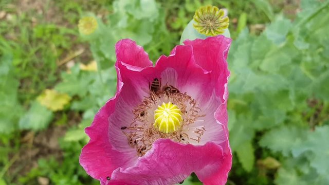 purple petaled fowers