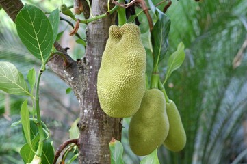 jackfrucht