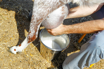 Breeding goats in a farm.