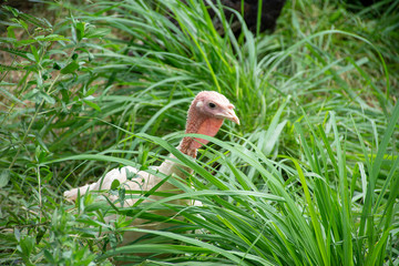 Peacock bird