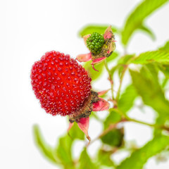 Ripe and unripe berries on shrub of Rubus illecebrosus. Common names include balloon berry and strawberry raspberry.