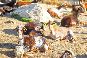 Breeding goats in a farm.