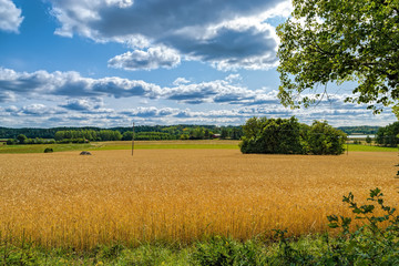 Finland pastoral countryside landscape panorama with green-yellow cereals field and barn surrounded by forest.