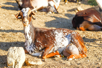 Breeding goats in a farm.