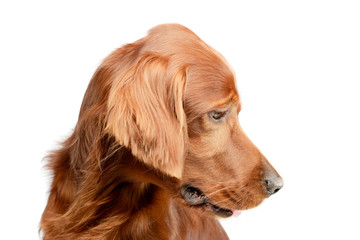 Portrait of an adorable irish setter
