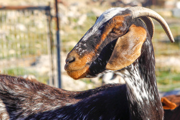 Breeding goats in a farm.
