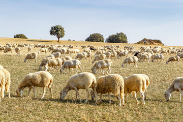 Obraz premium Breeding of sheep in a farm.