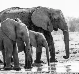 Foto op Aluminium A family of elephants in Namibia, Africa © Pierre vincent