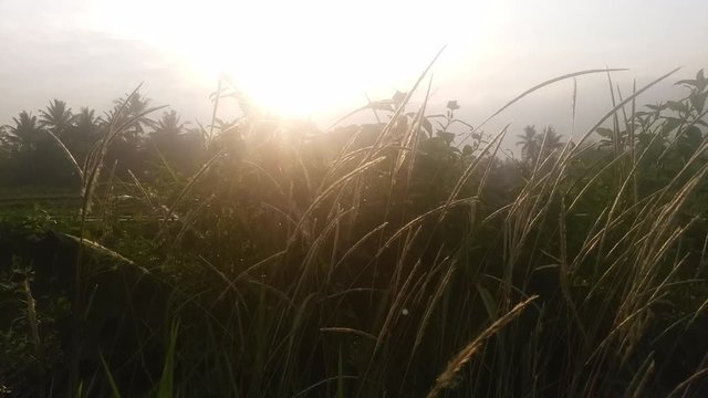 Sunlight beetwen meadow in the morning