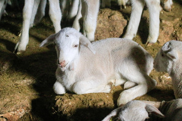 Breeding of sheep in a farm.