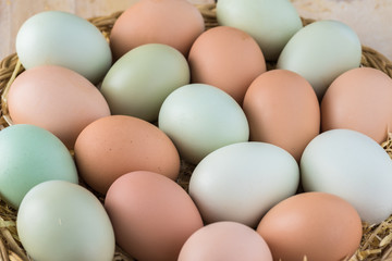 Organic farm blue and brown eggs.