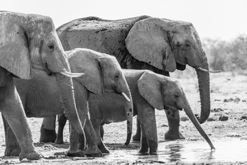 A family of elephants in Namibia, Africa