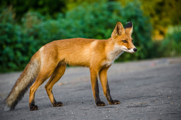Fototapeta premium Fox