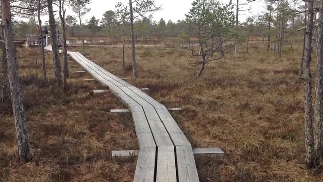 Wooden footway in Kemeri swamps national park. Jurmala, Latvia